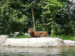  <a style='color: #fff;' href='/uploaded/photo/dejeuner-pavillon-bleu-et-visite-zoo-619551503aeb0.jpg'>(Télécharger)</a>