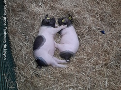  <a style='color: #fff;' href='/uploaded/photo/salon-de-l-agriculture-paris-640b54dbbef10.jpg'>(Télécharger)</a>