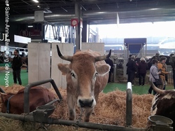  <a style='color: #fff;' href='/uploaded/photo/salon-de-l-agriculture-paris-640b5503782bf.jpg'>(Télécharger)</a>